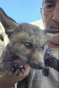 Eine Lebenskette für einen Kleinen Fuchs